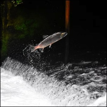 Save Salmon IELTS Reading